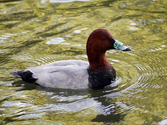 Photo de Canard - fuligule milouin