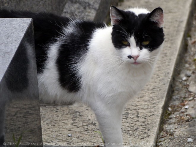 Photo de Chat domestique