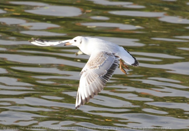 Photo de Mouette