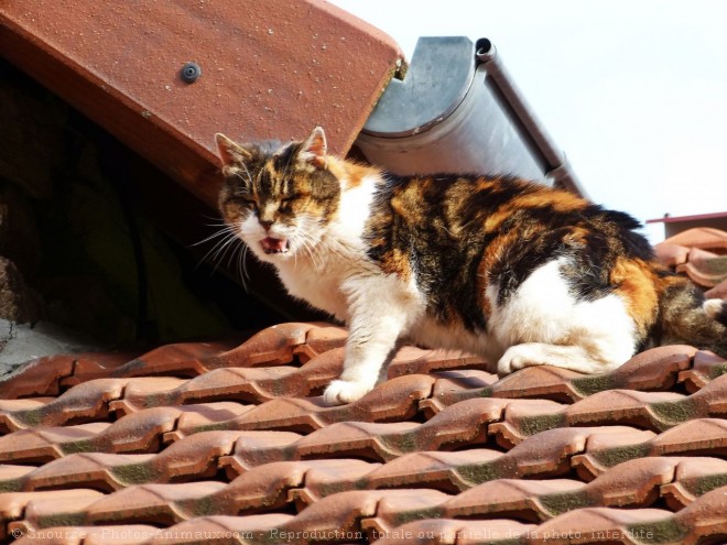 Photo de Chat domestique