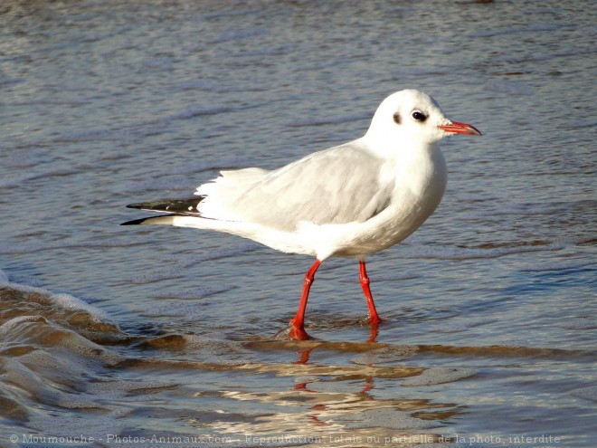 Photo de Mouette