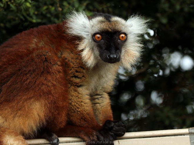 Photo de Lmurien - lmur macaco