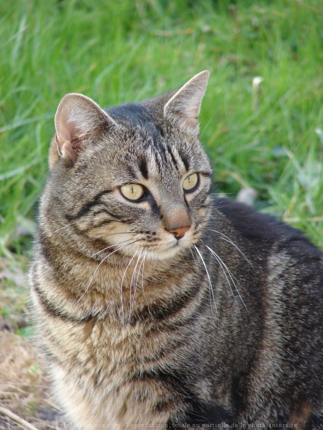 Photo de Chat domestique