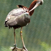 Photo d'Ibis falcinelle