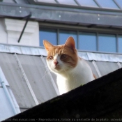 Photo de Chat domestique