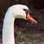 Photo de Cygne