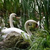 Photo de Cygne