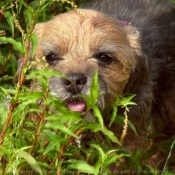 Photo de Border terrier