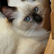 Photo de Ragdoll