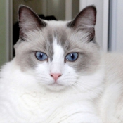 Photo de Ragdoll