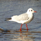 Photo de Mouette