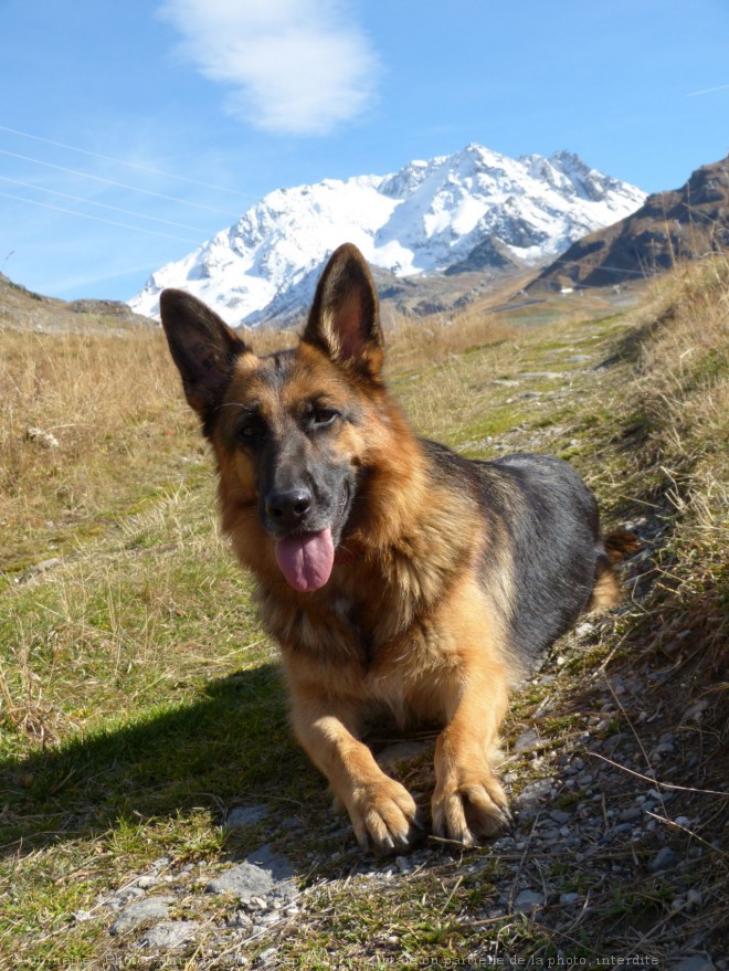 Photo de Berger allemand  poil court