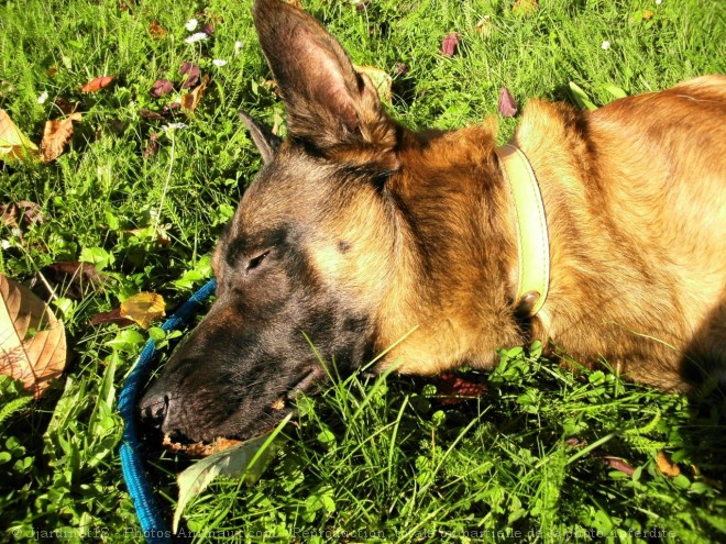 Photo de Berger belge malinois