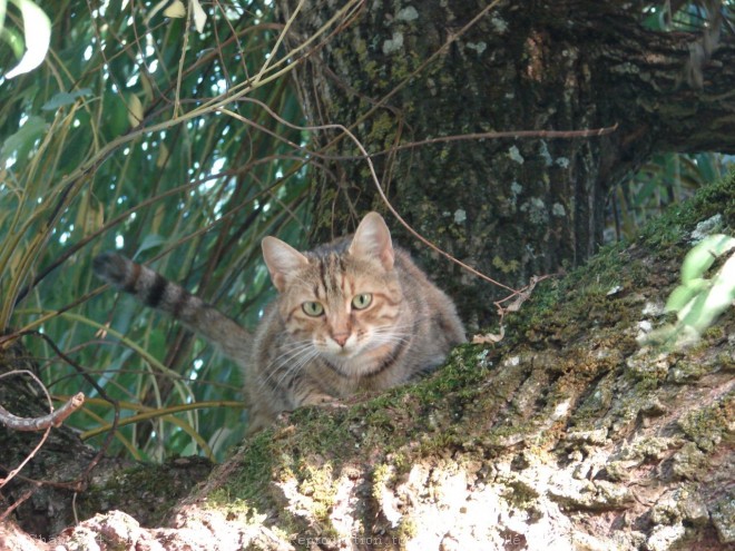 Photo de Chat domestique