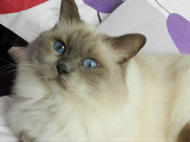 Photo de Ragdoll