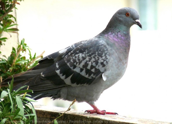 Photo de Pigeon