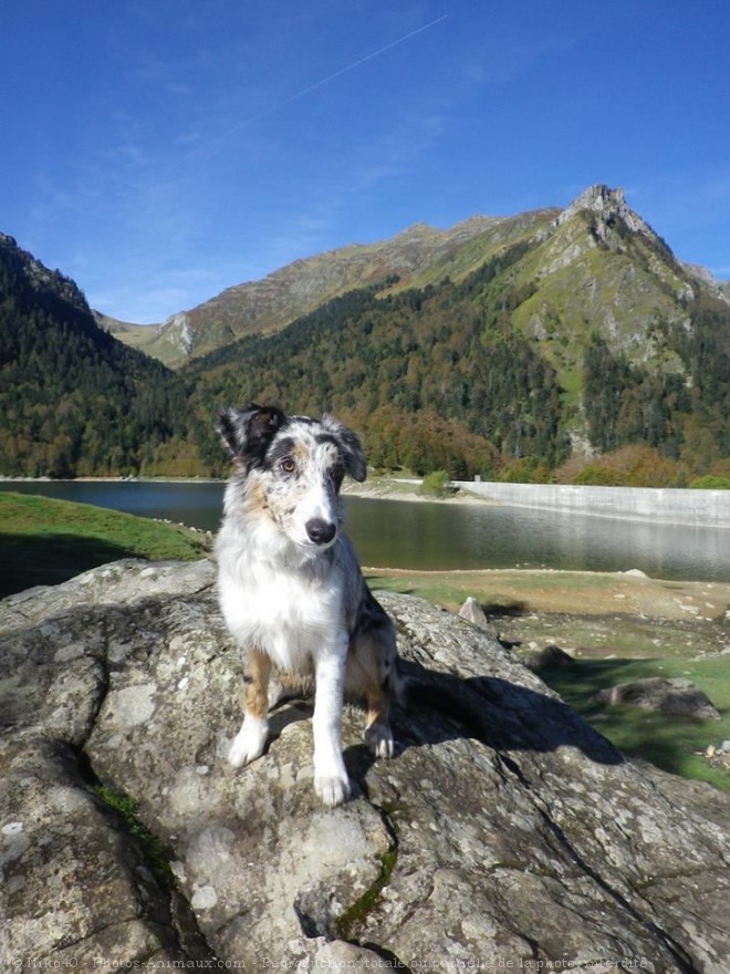 Photo de Border collie