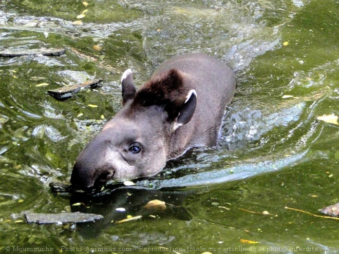 Photo de Tapir