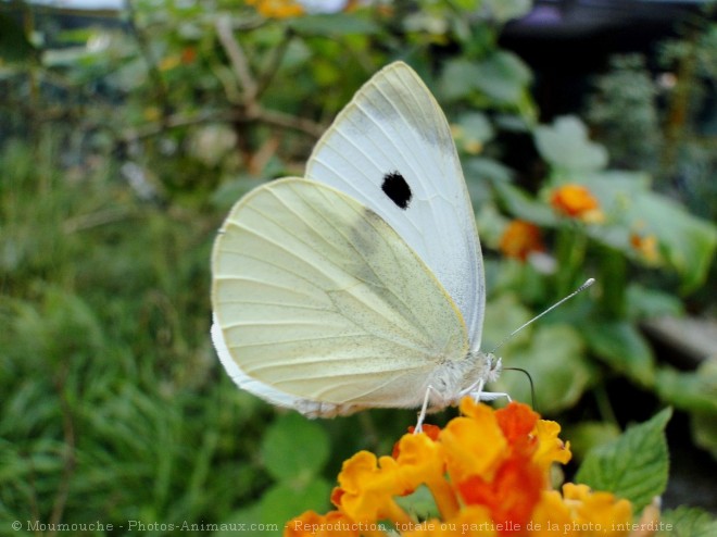 Photo de Papillon - piride