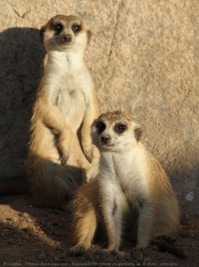 Photo de Suricate