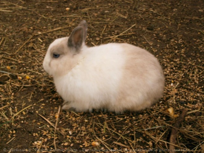 Photo de Lapin