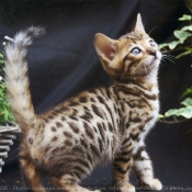 Photo de Bengal