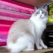 Photo de Ragdoll