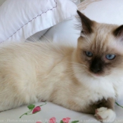 Photo de Ragdoll