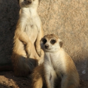 Photo de Suricate