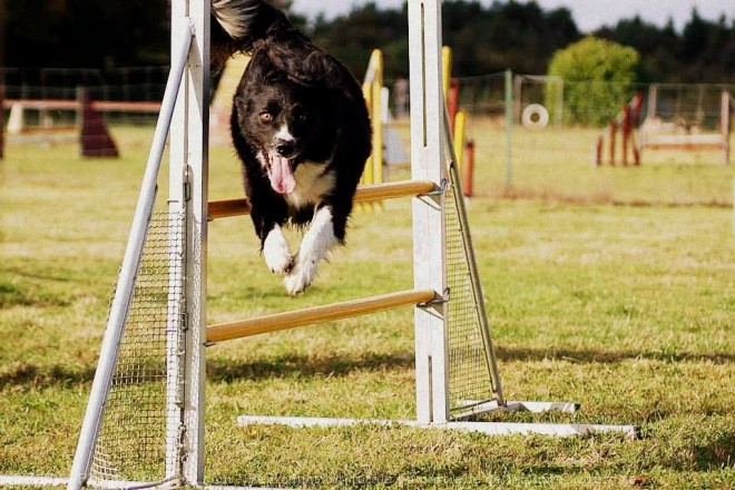 Photo de Border collie