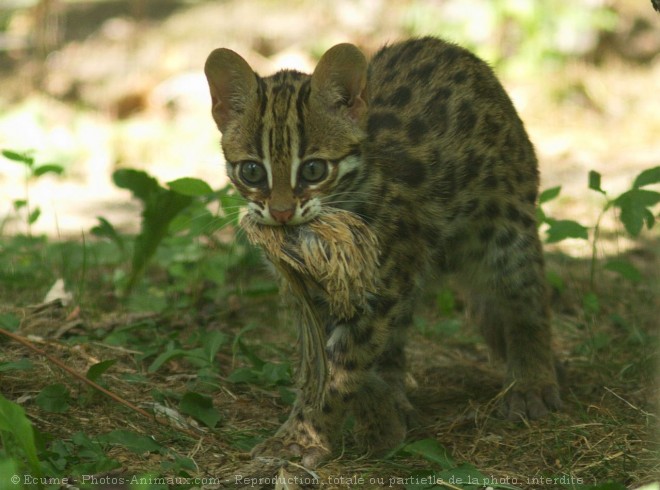 Photo de Chat lopard du bengale