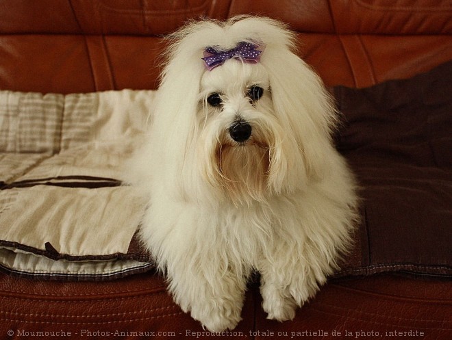 Photo de Coton de tulear