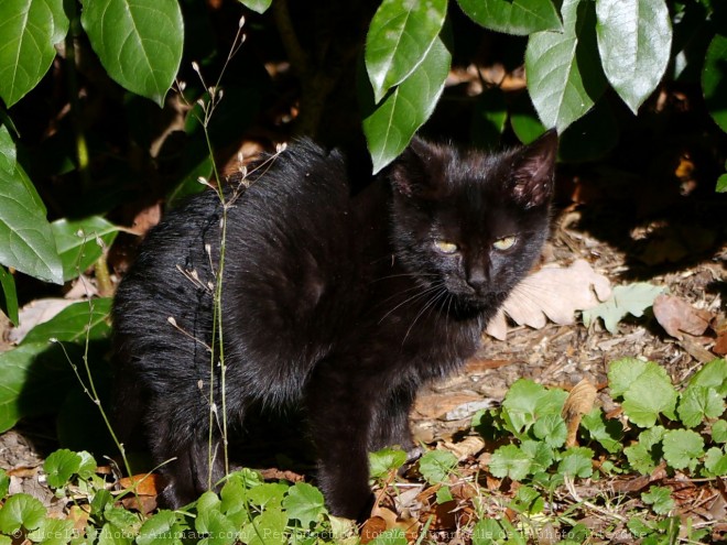 Photo de Chat domestique