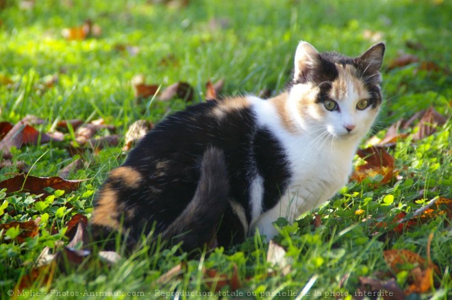 Photo de Chat domestique