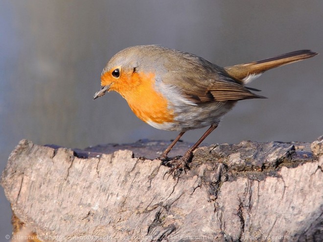 Photo de Rouge gorge