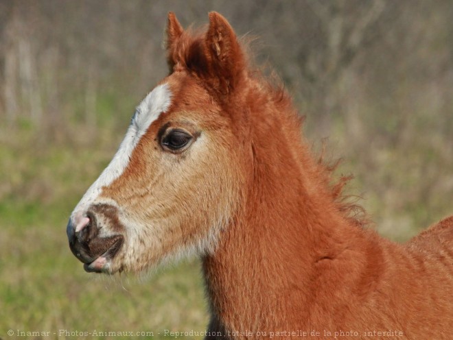 Photo de Races diffrentes