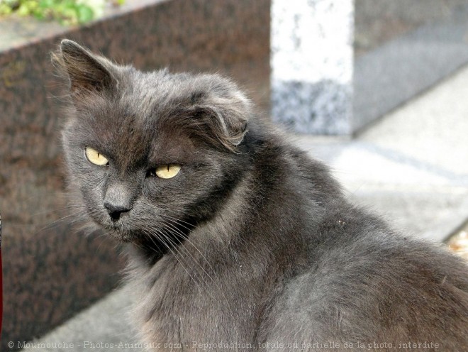 Photo de Chat domestique