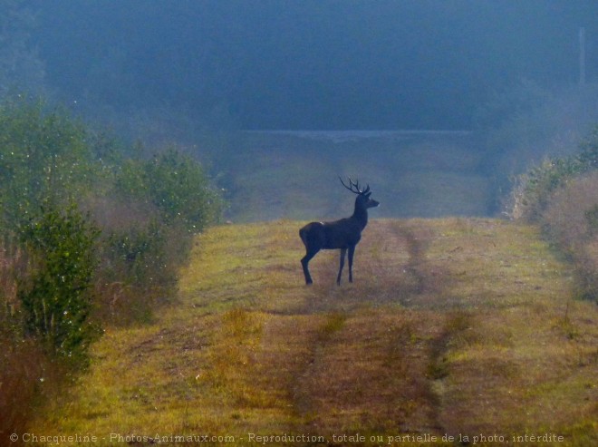 Photo de Cerf