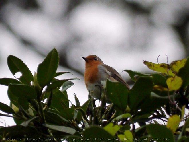 Photo de Rouge gorge