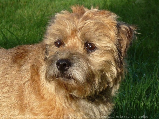 Photo de Border terrier