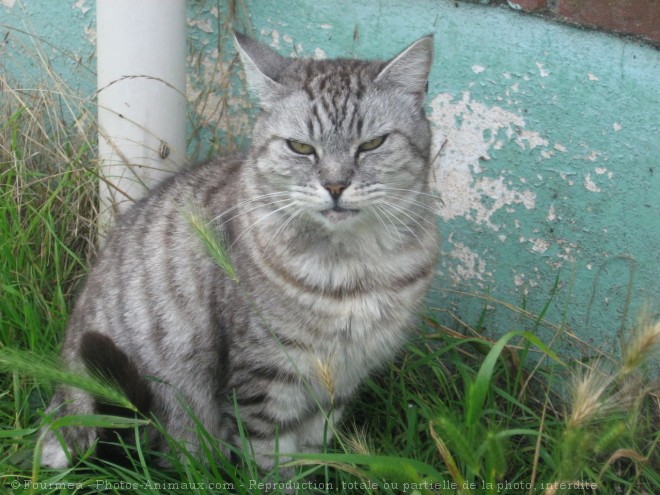 Photo de Chat domestique