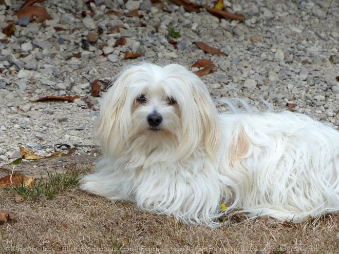 Photo de Coton de tulear