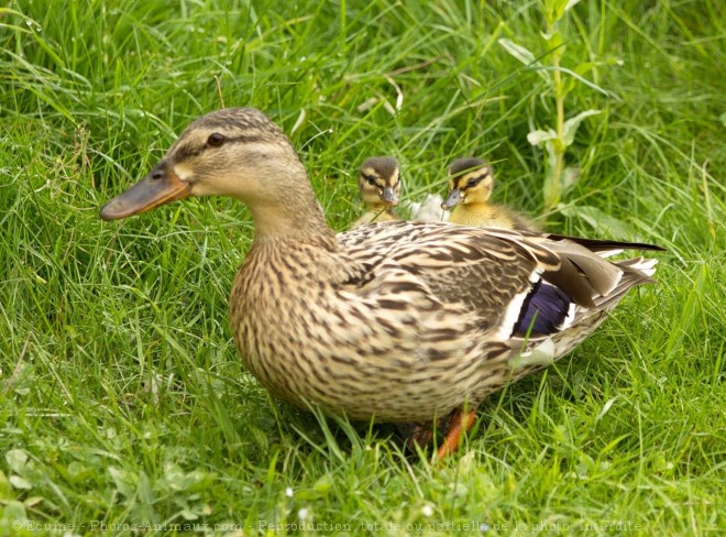 Photo de Canard colvert