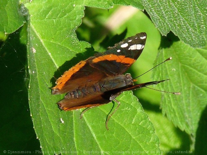 Photo de Papillon - vulcain