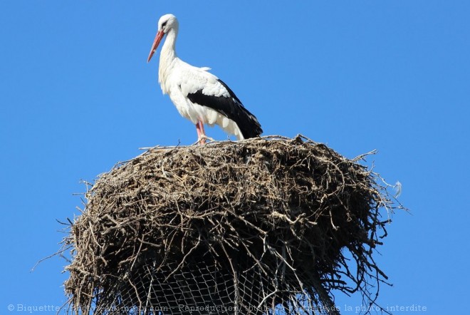 Photo de Cigogne