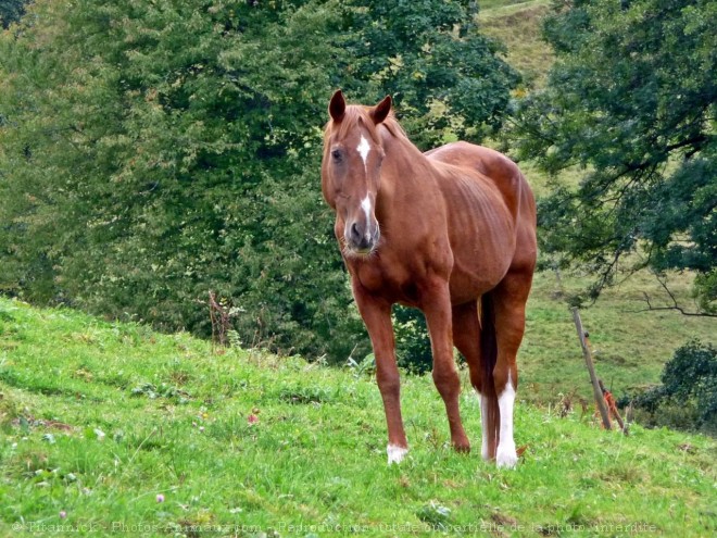 Photo de Selle franais