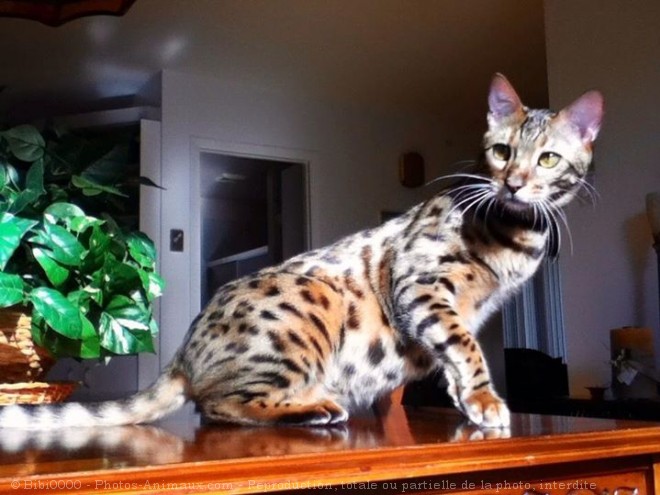 Photo de Bengal