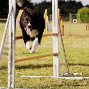 Photo de Border collie