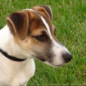 Photo de Jack russell terrier