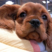 Photo de Cavalier king charles spaniel